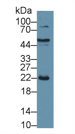 10447