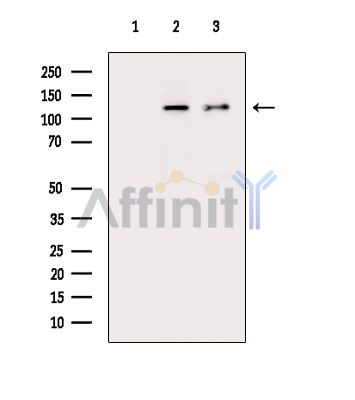 Валидация Affinity DF14769 - 10860