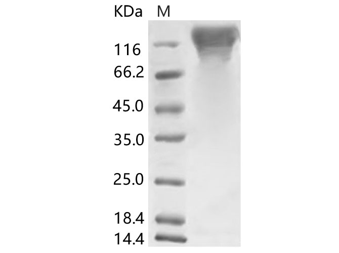 Валидация Elabscience PKSV030108(5886)