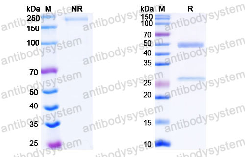 Валидация SDS-PAGE - AntibodySystem DHF69501