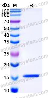 YHC14603, SDS-PAGE