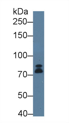 12543