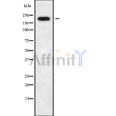 Валидация Affinity DF9432 - 21997