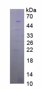 64552