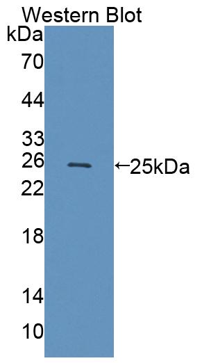 59079
