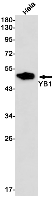 Валидация WB - AssayVector ARM1835 (837)