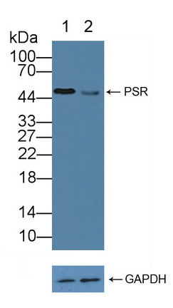 12154