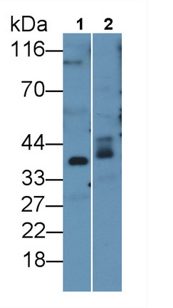 6704