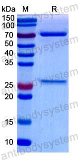 Валидация SDS-PAGE - AntibodySystem FRJ93220