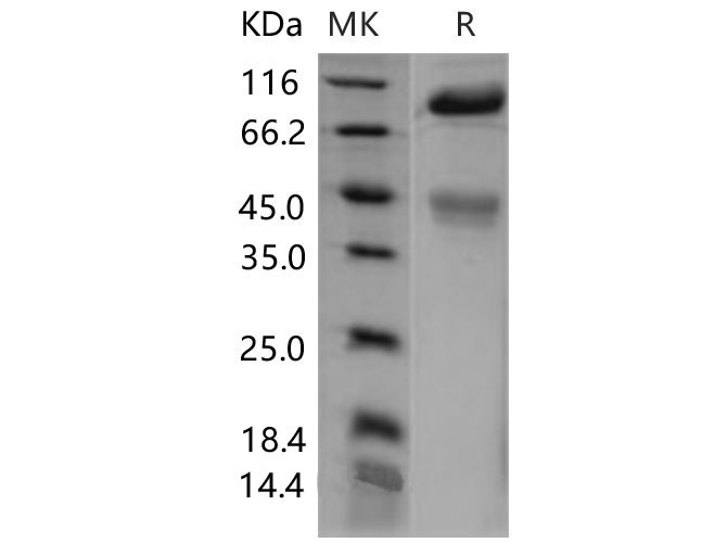 Валидация Elabscience PKSM040580(4567)