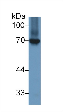 10292