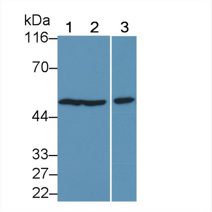 22035