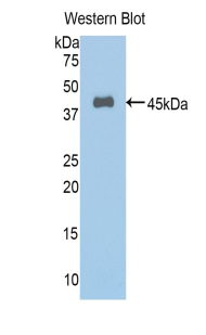 48987