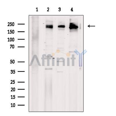 Валидация Affinity DF8575 - 20477