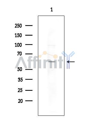 Валидация Affinity DF14894 - 11047
