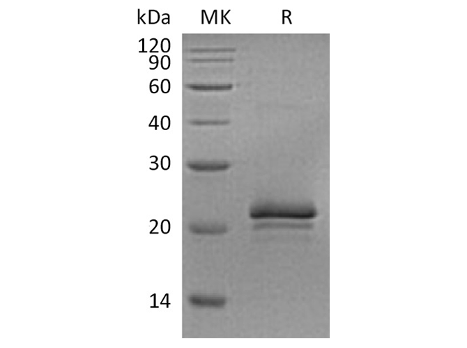 Валидация Elabscience PKSR030421(5755)