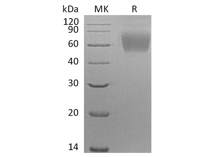 Валидация Elabscience PKSH033787(4058)