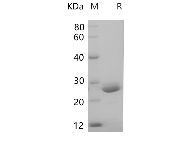 Валидация Elabscience PDEM100229(563)