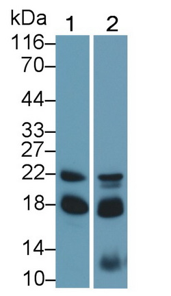 22883