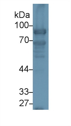 13208