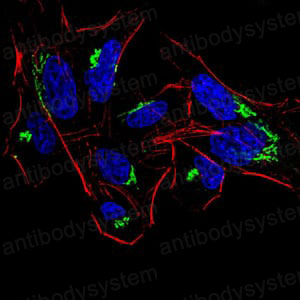 Валидация IF - AntibodySystem RHF17201