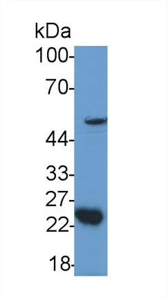 21811