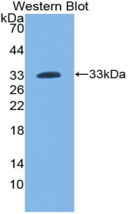 54904