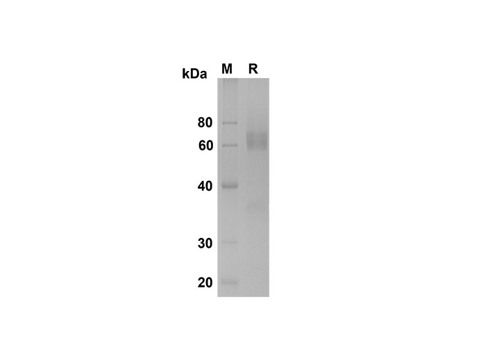 Валидация Elabscience PDMM100157(1117)