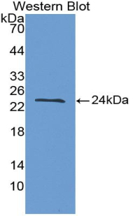 48230