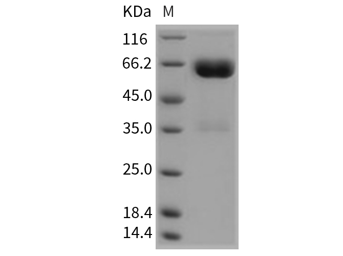 Валидация Elabscience PKSR030223(5581)