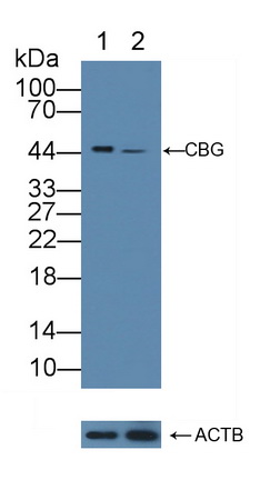 12127