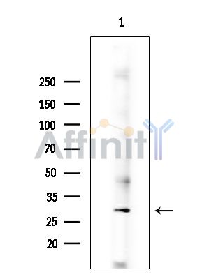 Валидация Affinity DF15206 - 11474