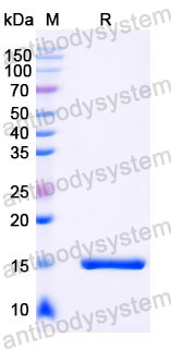 Валидация SDS-PAGE - AntibodySystem RHC26901