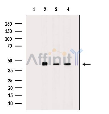 Валидация Affinity DF14371 - 10288
