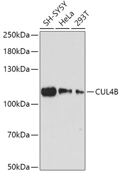 Валидация Elabscience E-AB-64304
