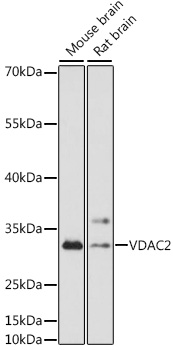 Валидация Elabscience E-AB-91493