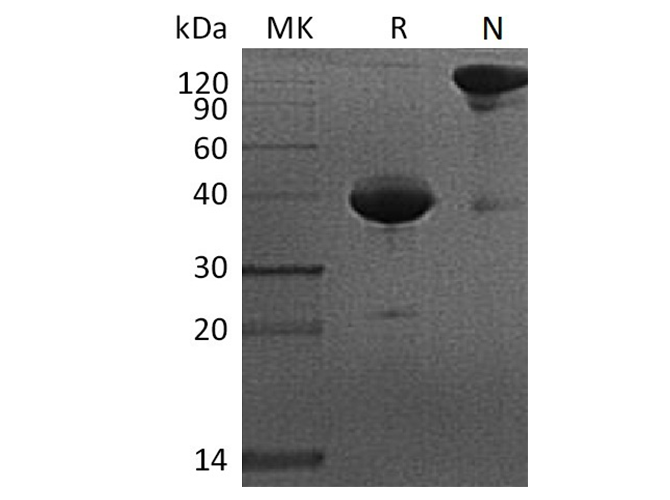 Валидация Elabscience PKSQ050047(5417)