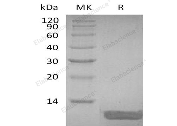 Валидация Elabscience PKSH033265(3603)