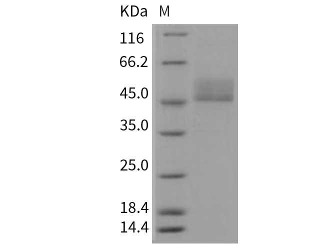 Валидация Elabscience PKSM040323(4327)