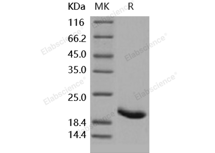 Валидация Elabscience PKSH031854(2479)
