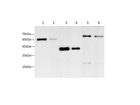 Валидация Elabscience AN00431HP