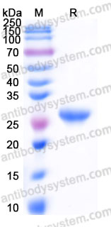 YHE73401, SDS-PAGE