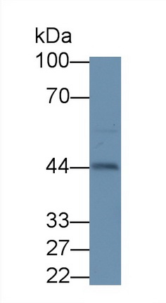 19458
