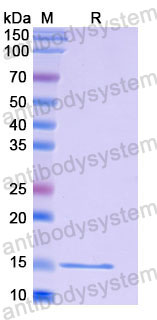 Валидация SDS-PAGE - AntibodySystem RHC98307