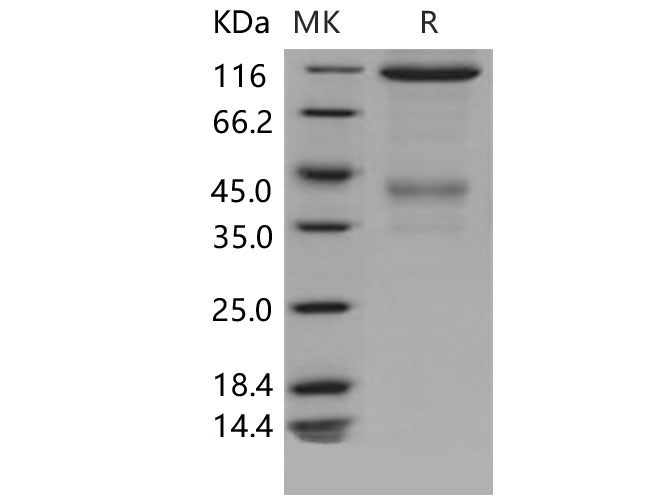 Валидация Elabscience PKSM040581(4568)