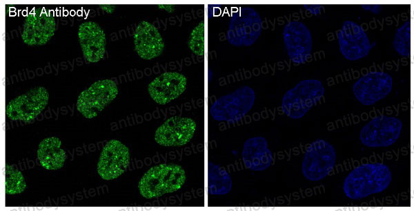 Валидация IF - AntibodySystem RHB03303