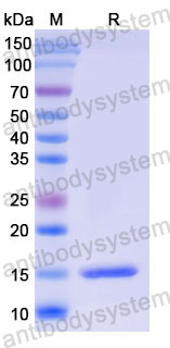 Валидация SDS-PAGE - AntibodySystem RHD34002