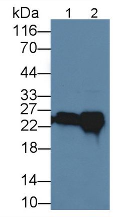 3550