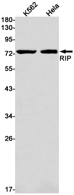 Валидация WB - AssayVector ARM1848 (850)