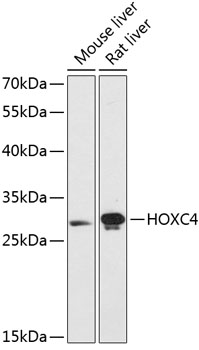 Валидация Elabscience E-AB-64844